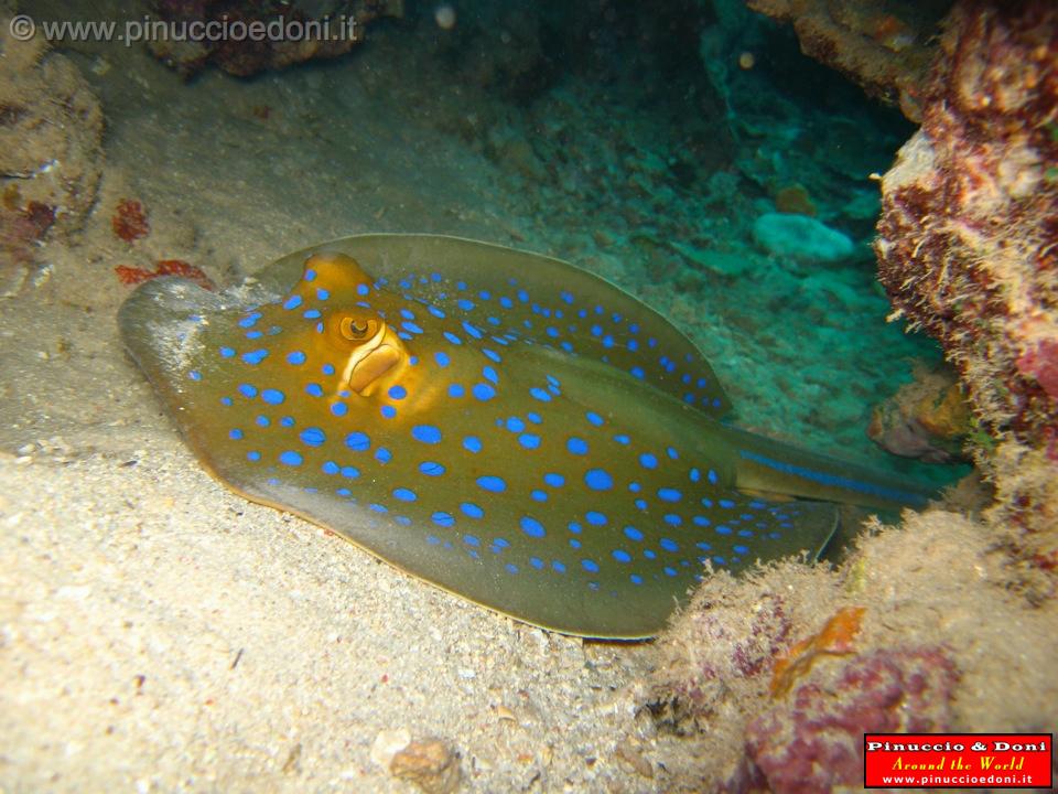 Djibouti - Diving a Djibouti - 26.jpg